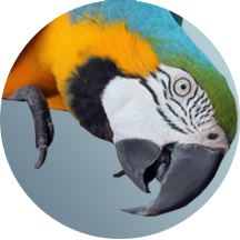 Picture of Parrot Mockie